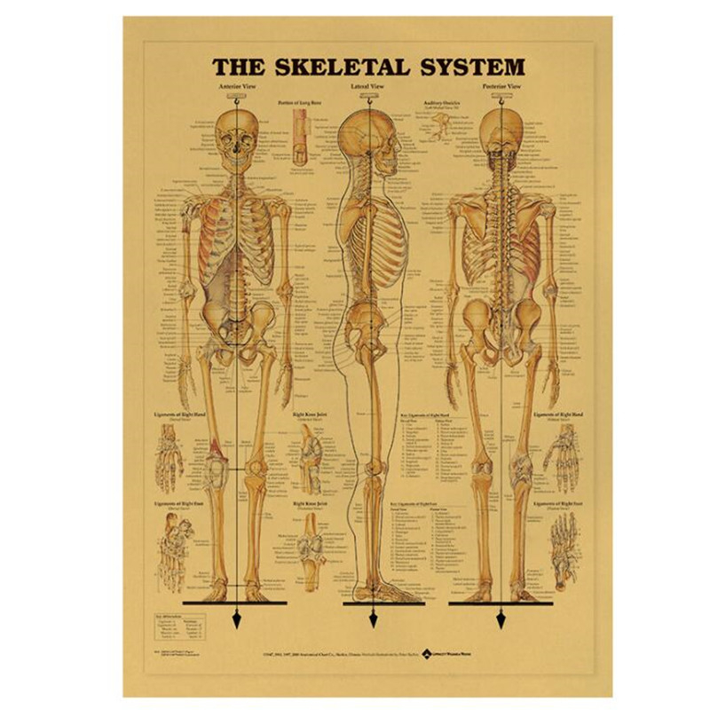 Home Decor Indonesia - Vintage Das Skelettsystem Medizinisches Poster Raumdekoration